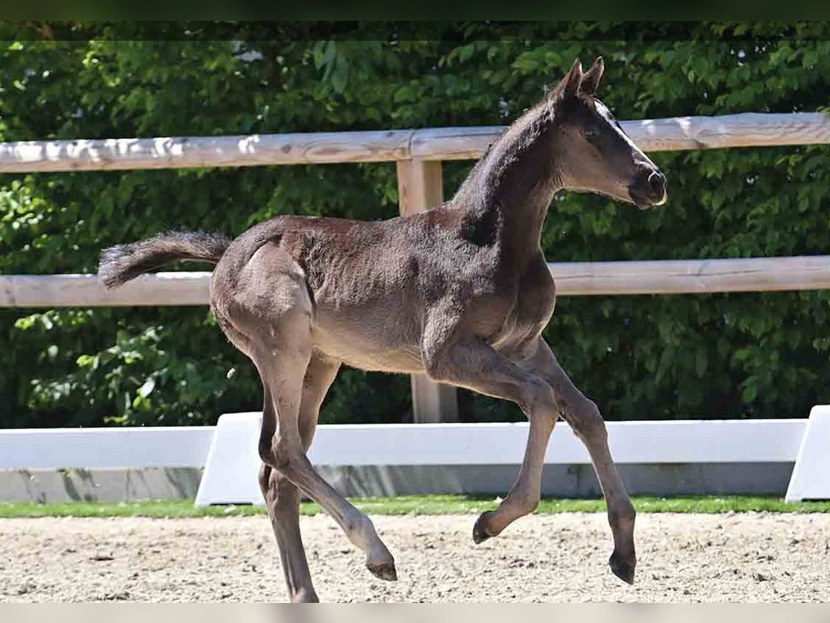 Oldenburg Stallion  in Vechta