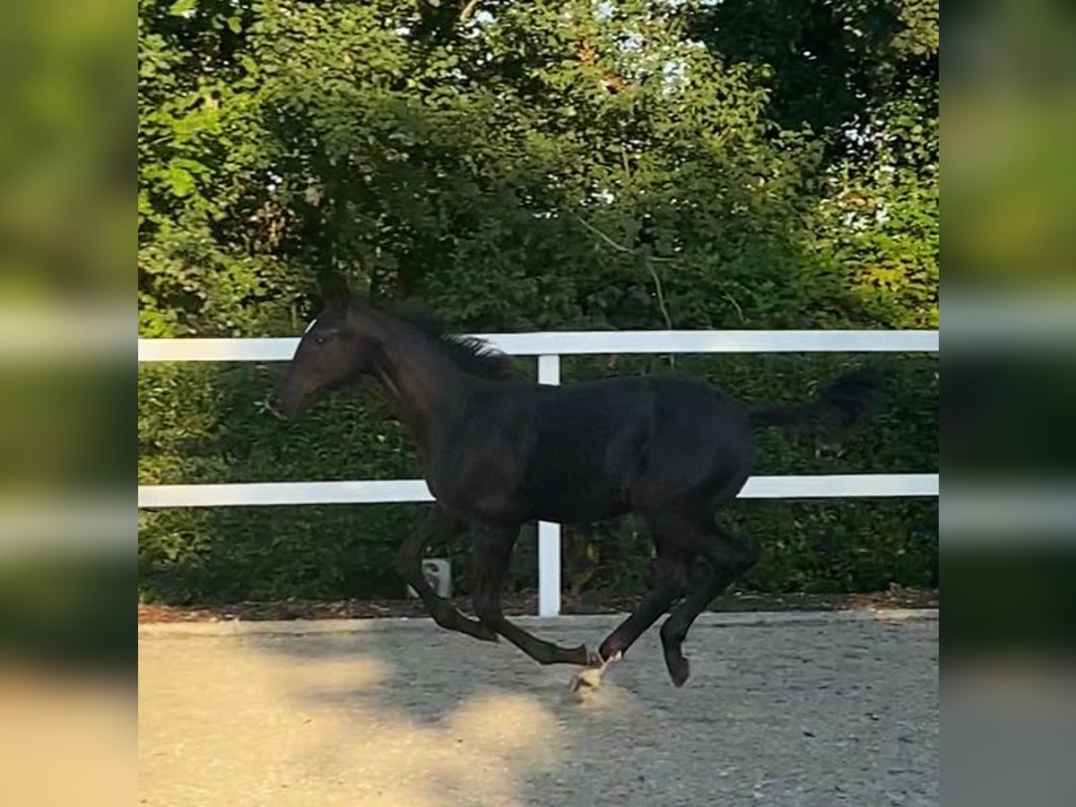 Oldenburg Stallion Foal (03/2024) Smoky-Black in Bocholt