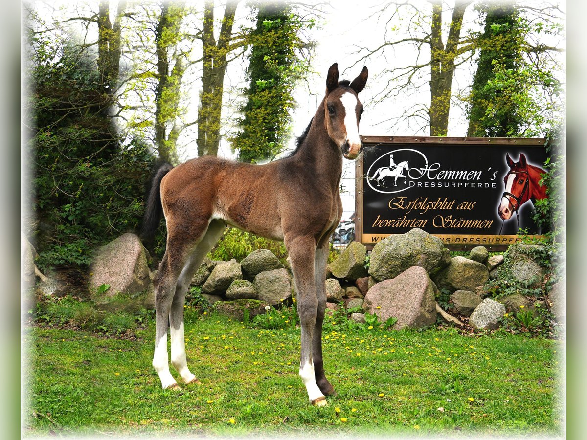 Oldenburg Stallion  Smoky-Black in Löningen