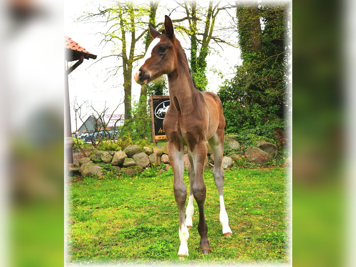 Oldenburg Stallion  Smoky-Black in L&#xF6;ningen