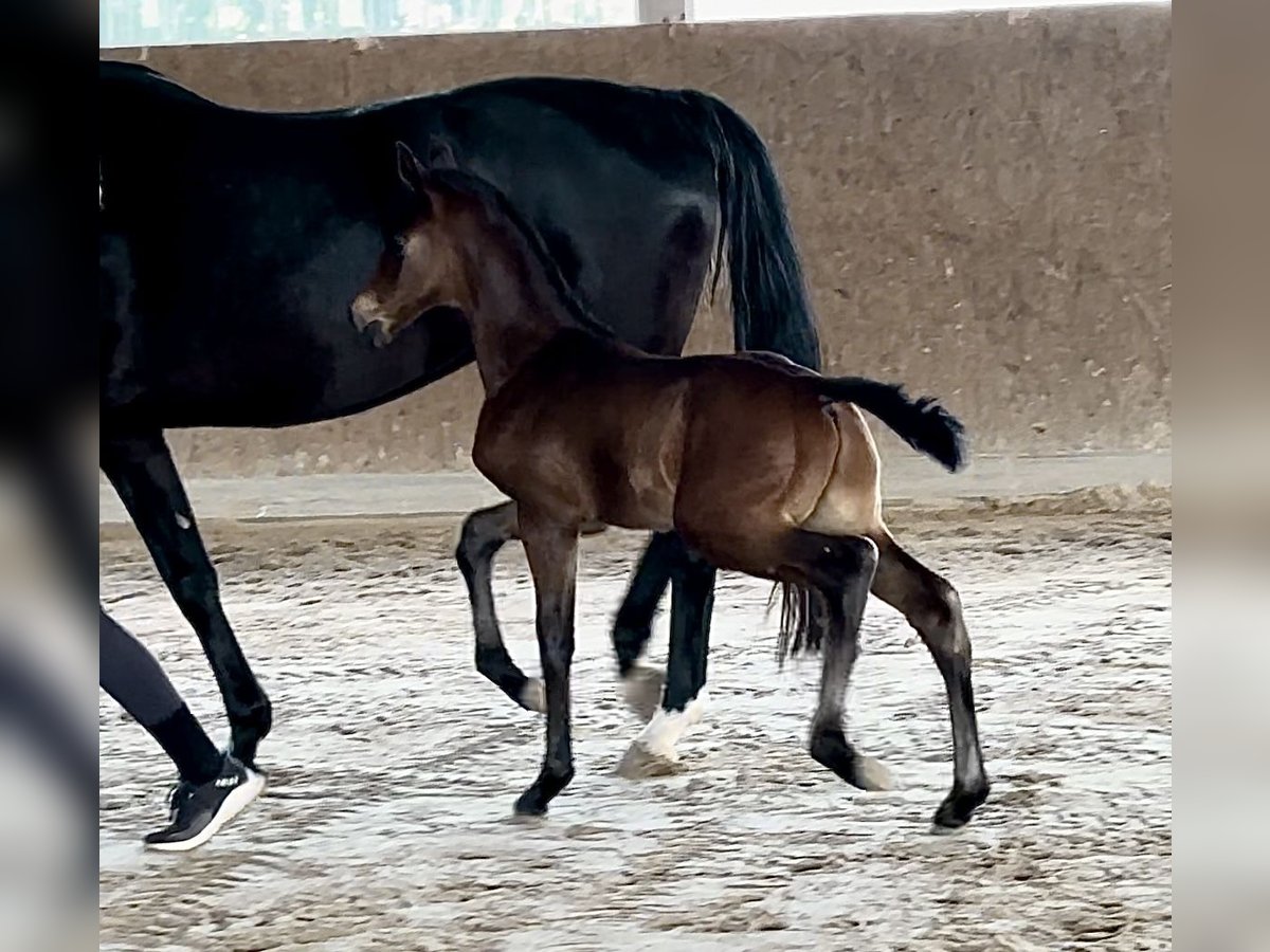 Oldenburg Stallion Foal (04/2025) Smoky-Black in Vechta