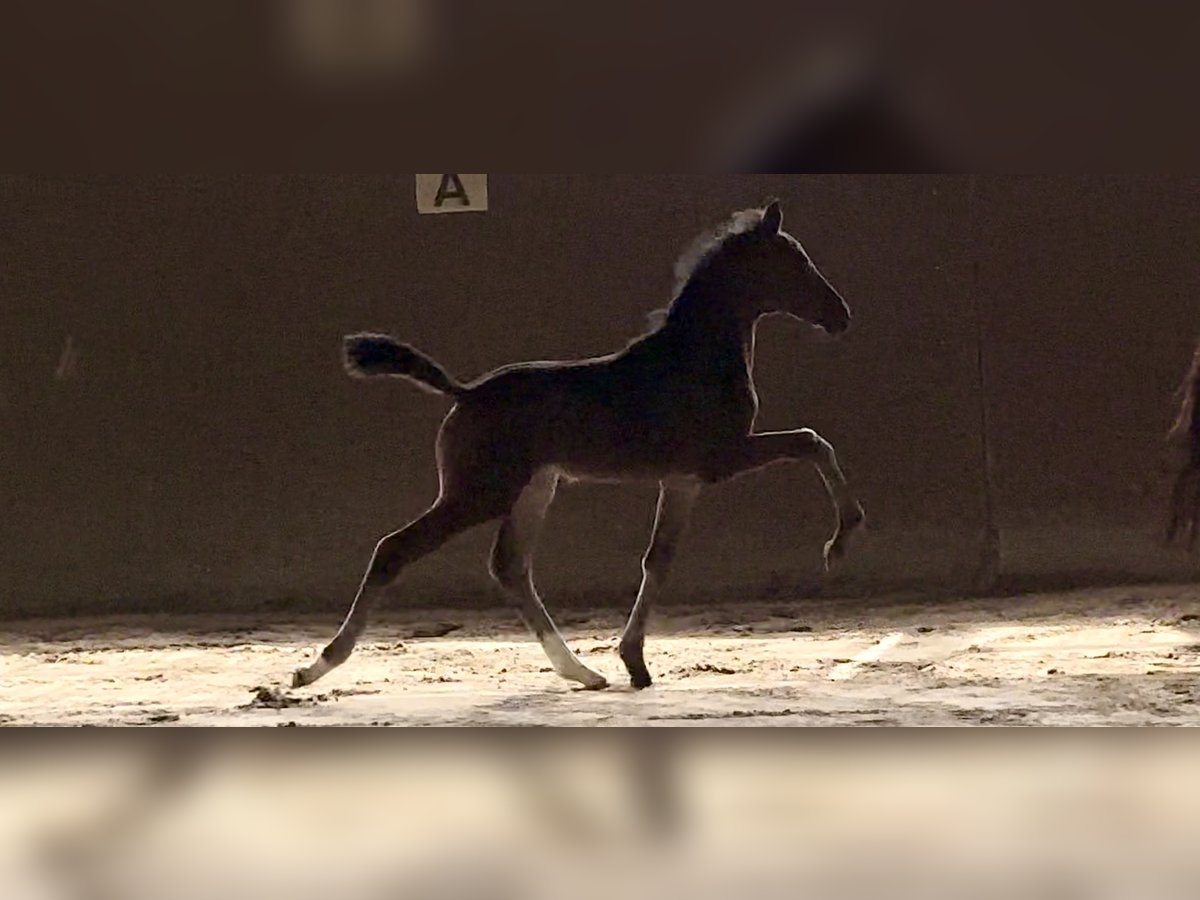 Oldenburg Stallion Foal (06/2025) Smoky-Black in Vechta