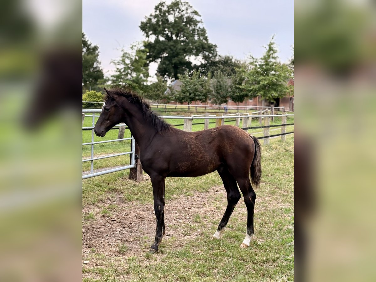 Oldenburg Stallion Foal (04/2025) Smoky-Black in Damme