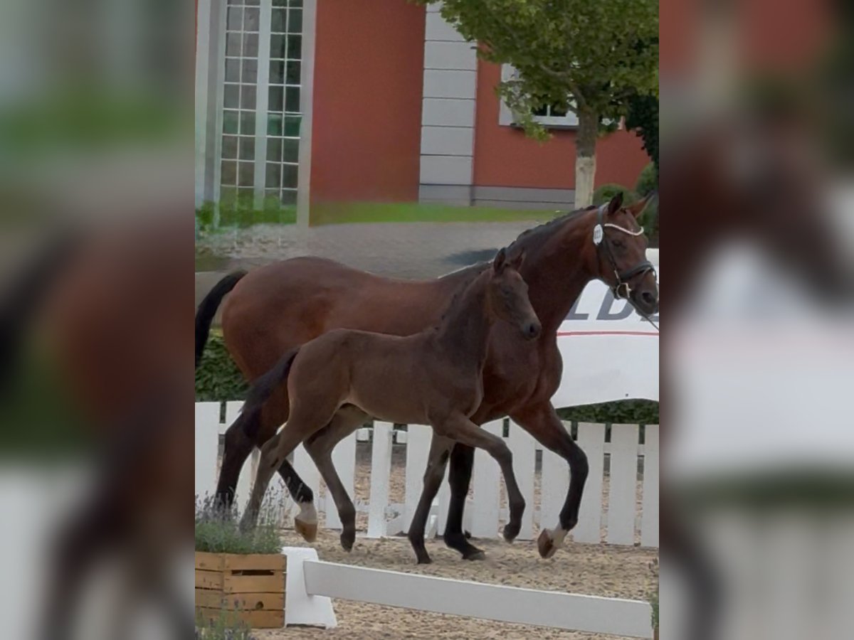 Oldenburg Stallion Foal (05/2025) Smoky-Black in Grebin