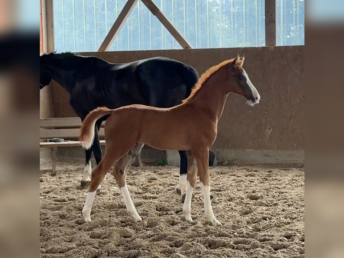 Oldenburg Stallion Foal (01/2025) Smoky-Black in M&#xFC;nster