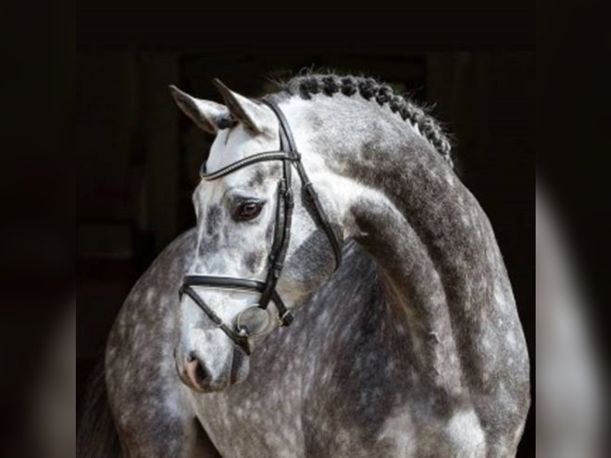 Oldenburg Stallion Gray in Löningen