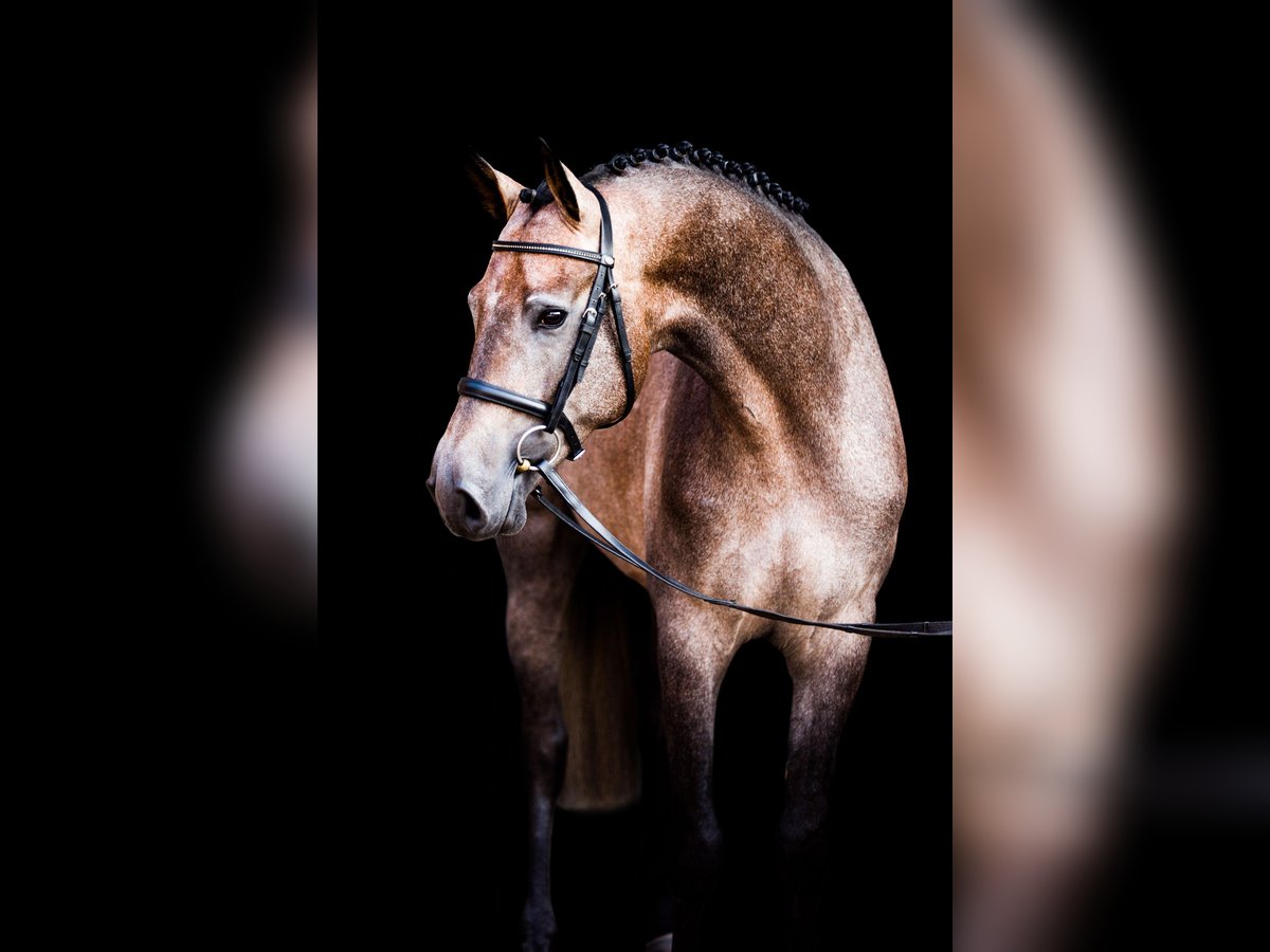 Oldenburg Stallion Grey in Celle