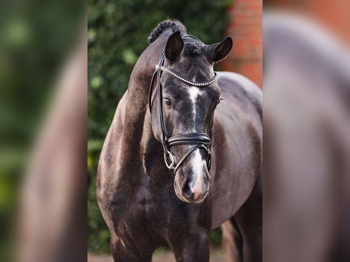 Oldenburg Stallion Grey in Lemwerder