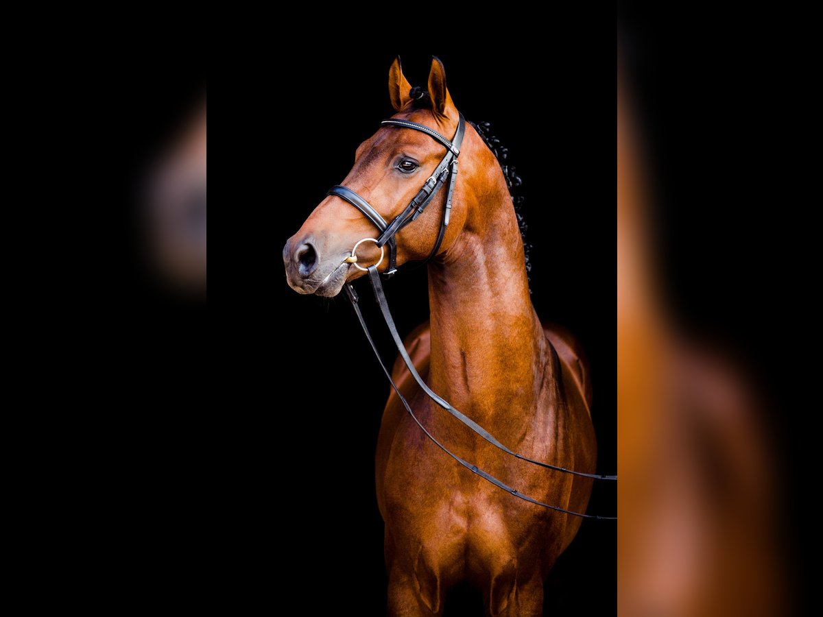 Oldenburg Stallion in Celle