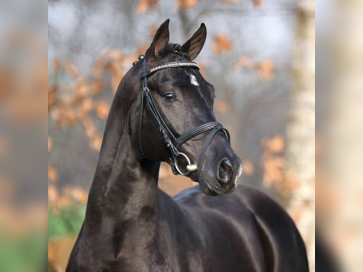Oldenburg Stallion Smoky-Black in Löningen