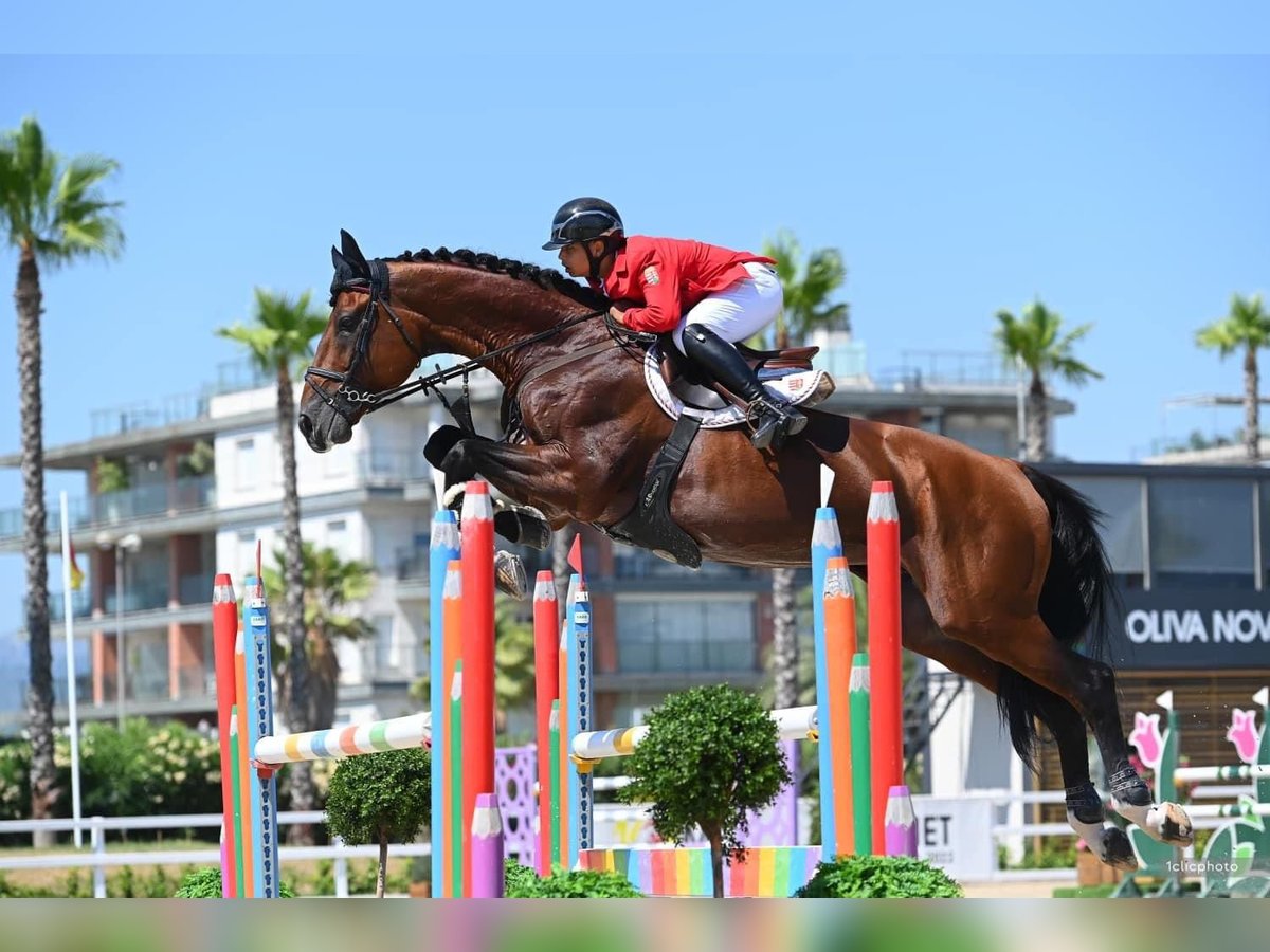 Oldenburg Stallone 11 Anni 175 cm Baio ciliegia in Budapest