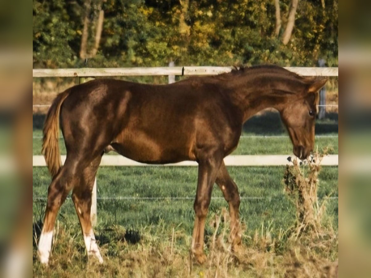 Oldenburg Stallone 1 Anno 163 cm Sauro scuro in Hoya