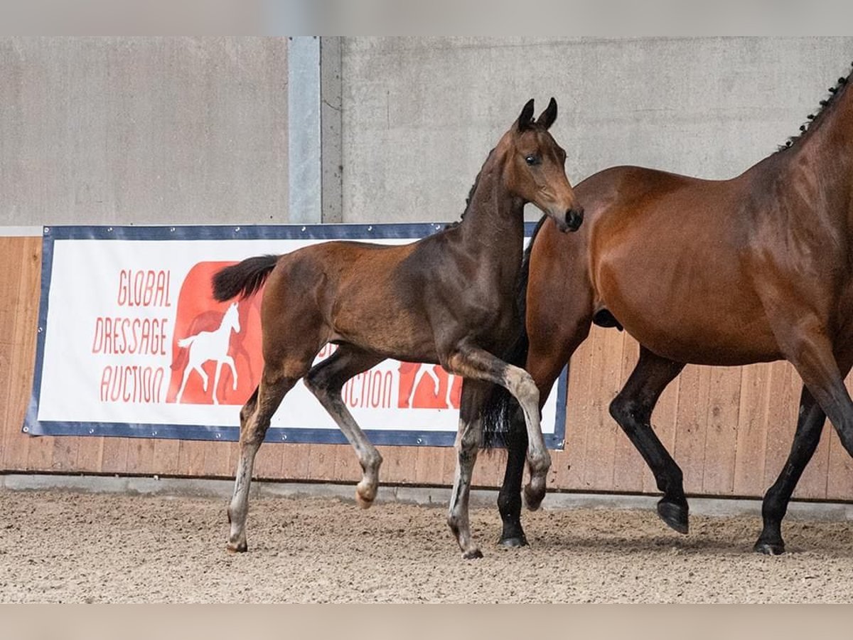 Oldenburg Stallone 1 Anno 172 cm Baio scuro in Blunk