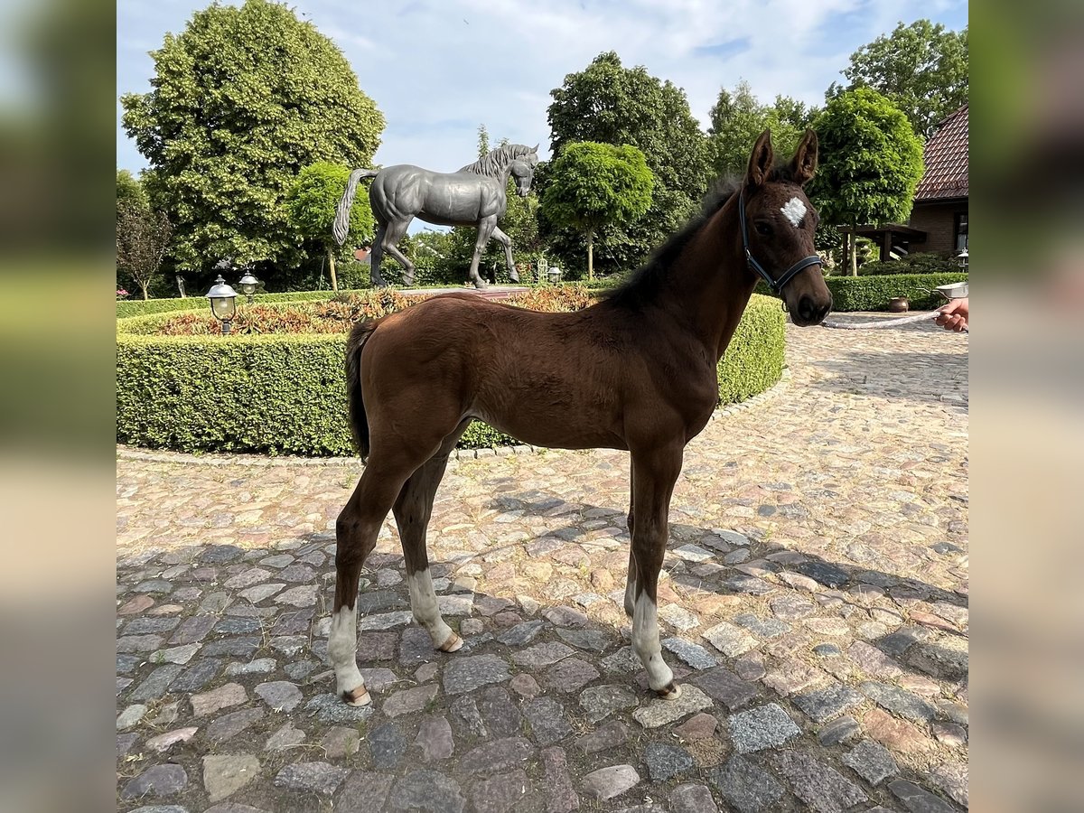 Oldenburg Stallone 2 Anni 122 cm Baio in Satow