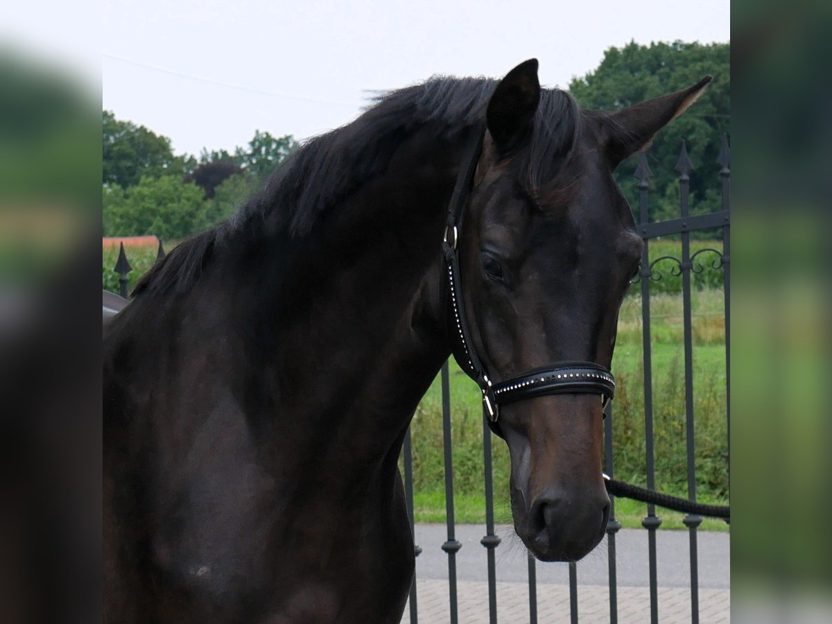 Oldenburg Stallone 2 Anni 165 cm Baio nero in Werlte