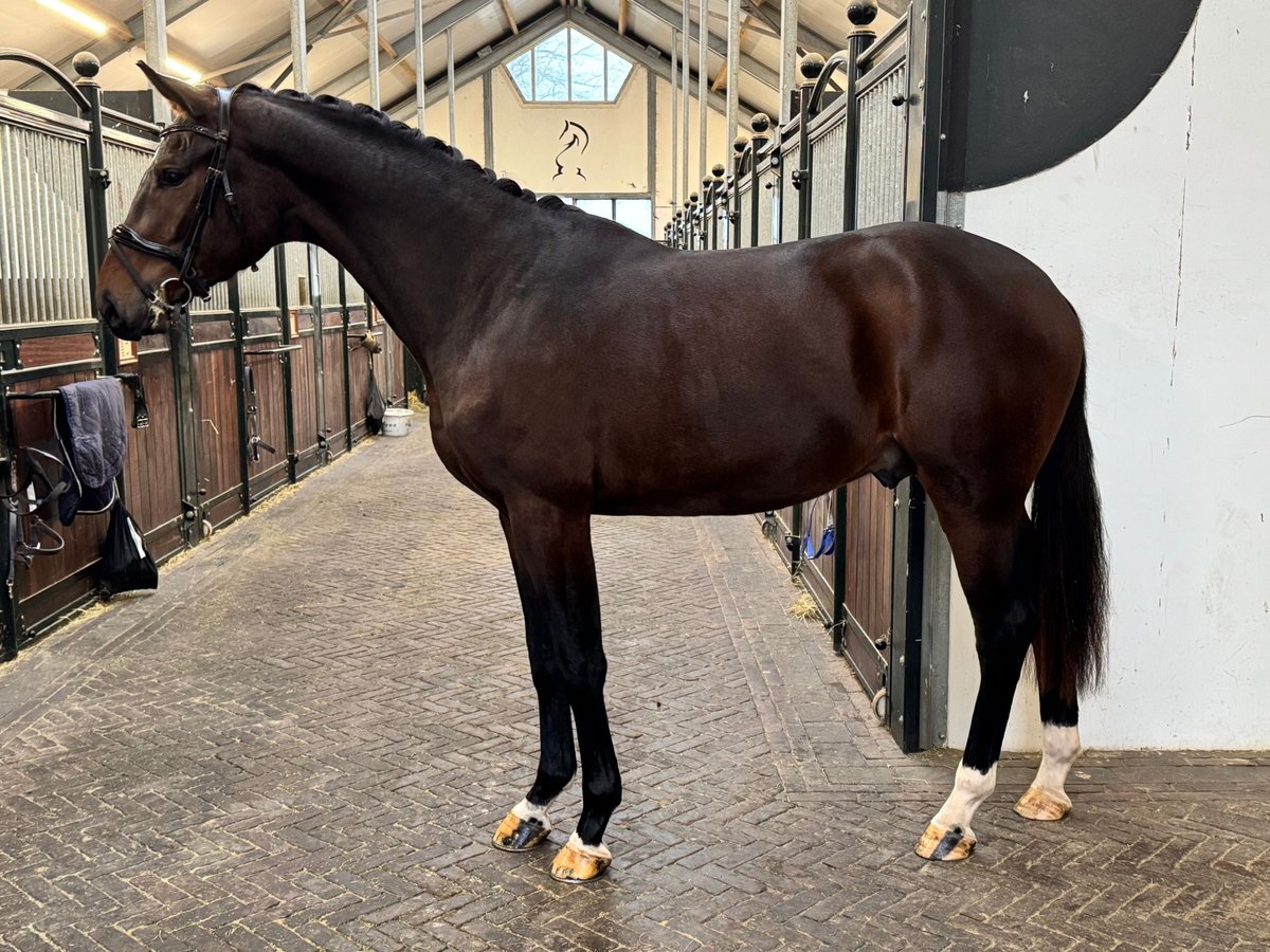 Oldenburg Stallone 2 Anni 168 cm Baio scuro in GROTE-BROGEL