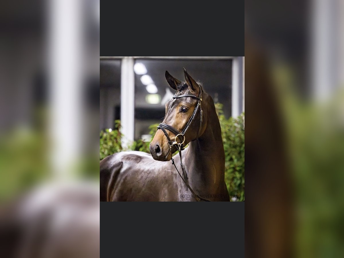 Oldenburg Stallone 2 Anni 168 cm Baio scuro in Klein Berßen