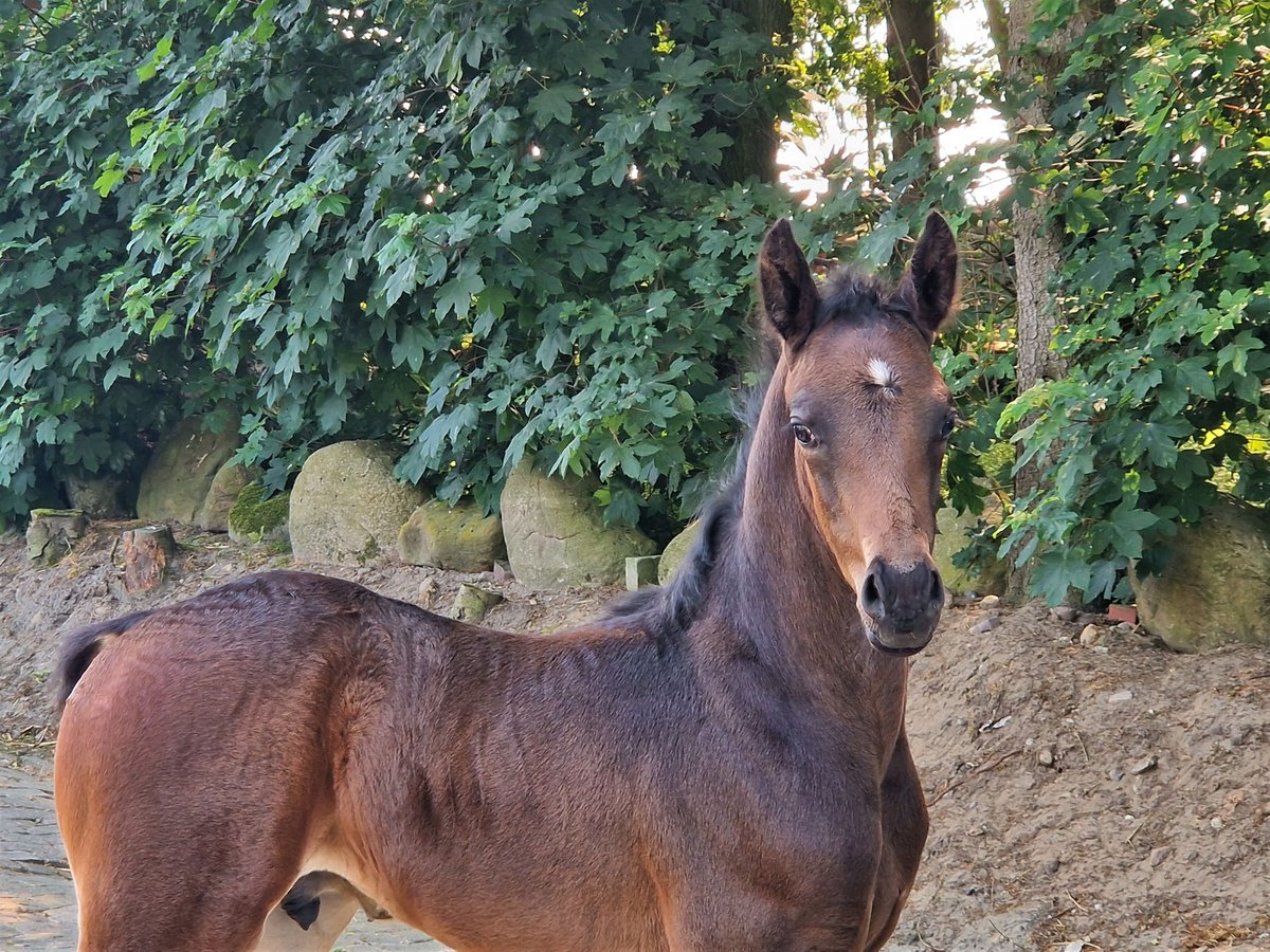 Oldenburg Stallone 2 Anni 169 cm Baio scuro in Lindern (Oldenburg)