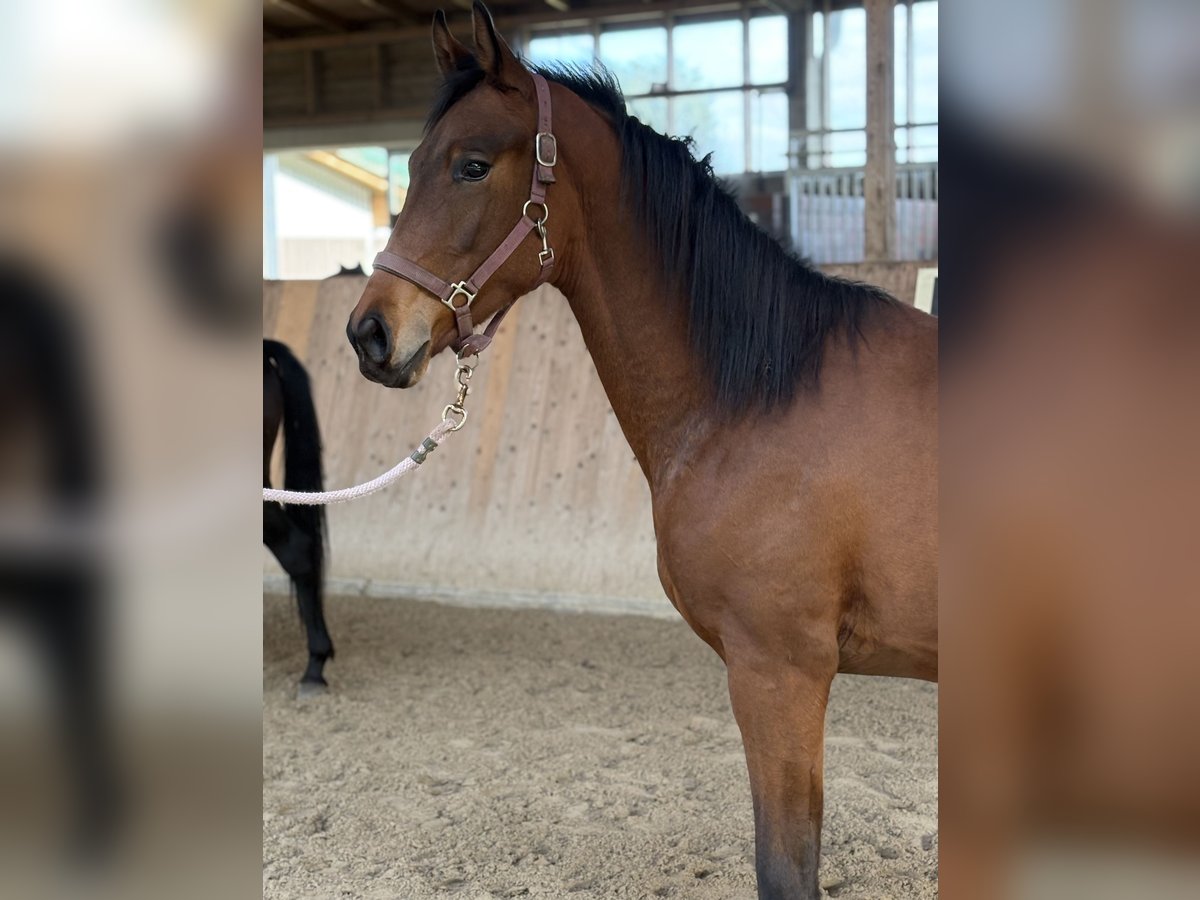 Oldenburg Stallone 2 Anni 175 cm Baio in Emsdetten