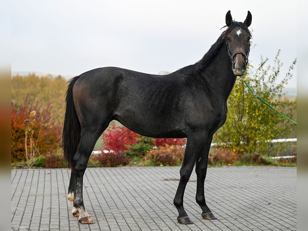 Oldenburg Stallone 2 Anni 180 cm Può diventare grigio in Wysin