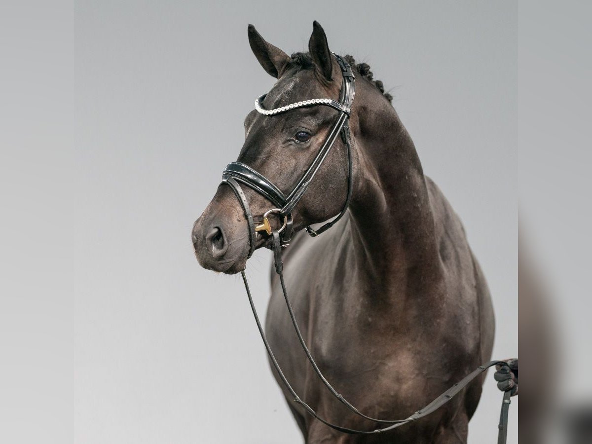 Oldenburg Stallone 2 Anni Baio nero in Münster-Handorf