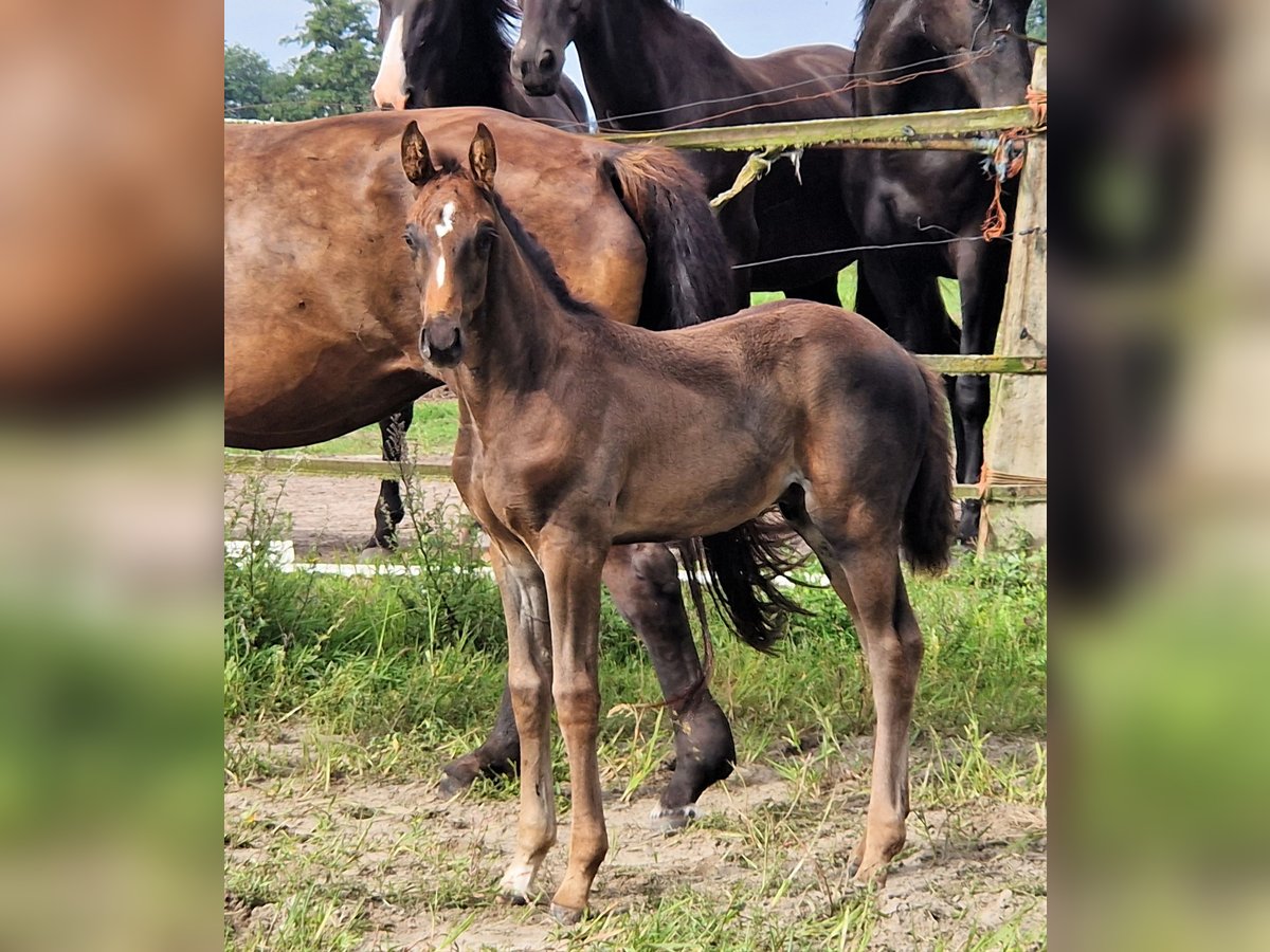 Oldenburg Stallone 2 Anni in Ehrenburg