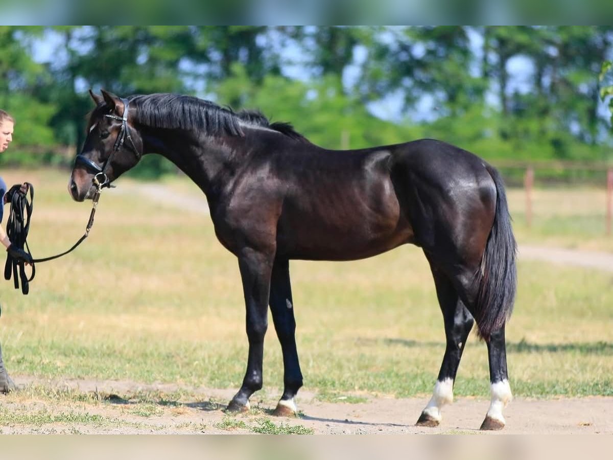 Oldenburg Stallone 2 Anni in Stud