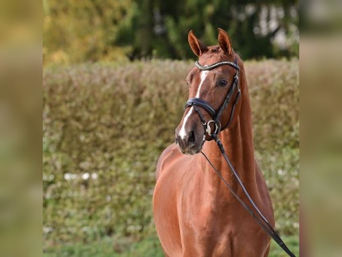 Oldenburg Stallone 2 Anni Sauro in Steinfeld (Oldenburg)