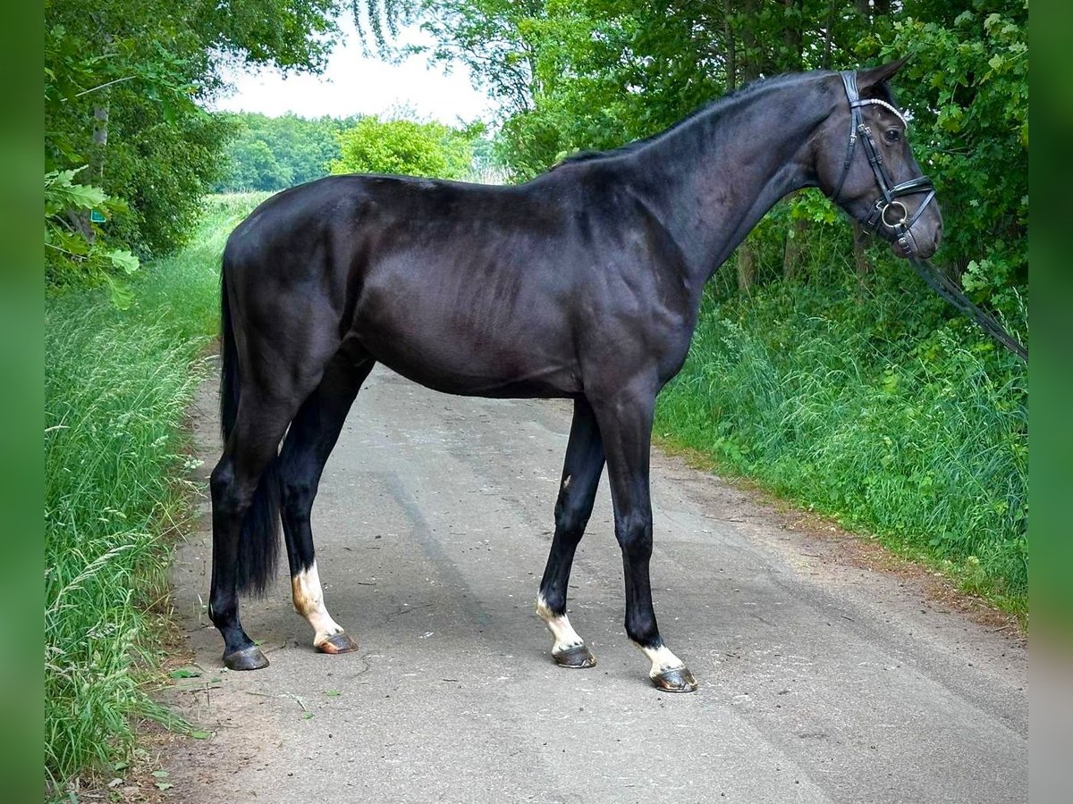 Oldenburg Stallone 3 Anni 165 cm Morello in L&#xFC;nne