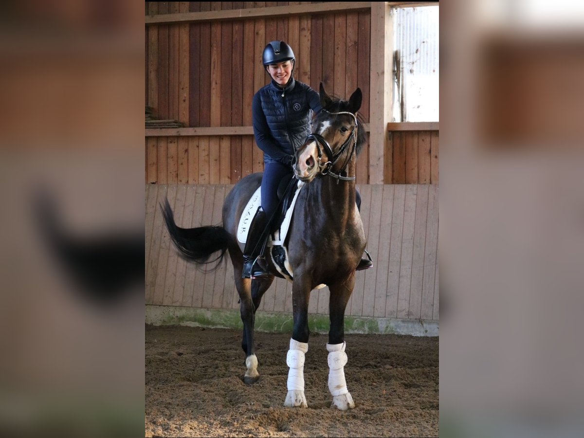 Oldenburg Stallone 3 Anni 166 cm Baio scuro in F&#xFC;rstenau