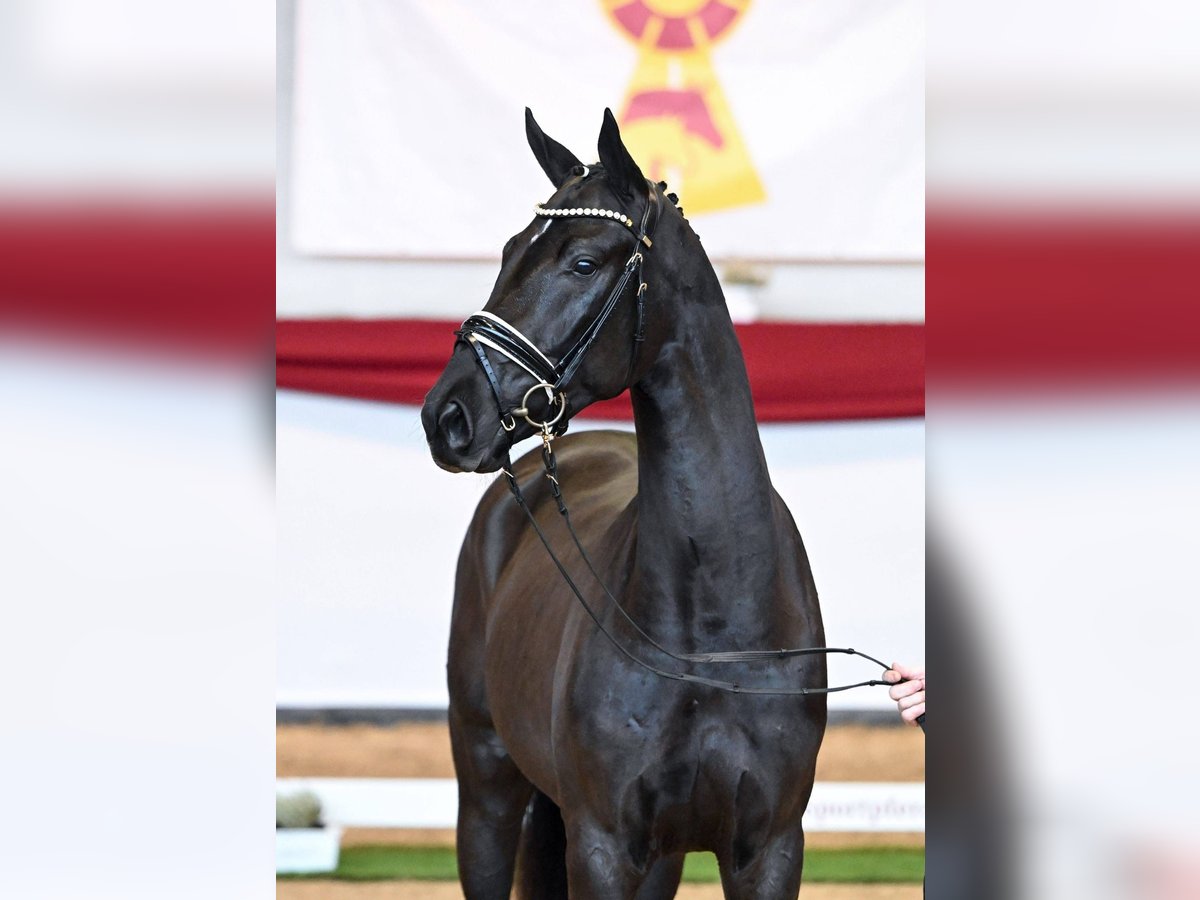 Oldenburg Stallone 3 Anni 166 cm Morello in Hanau Mittelbuchen