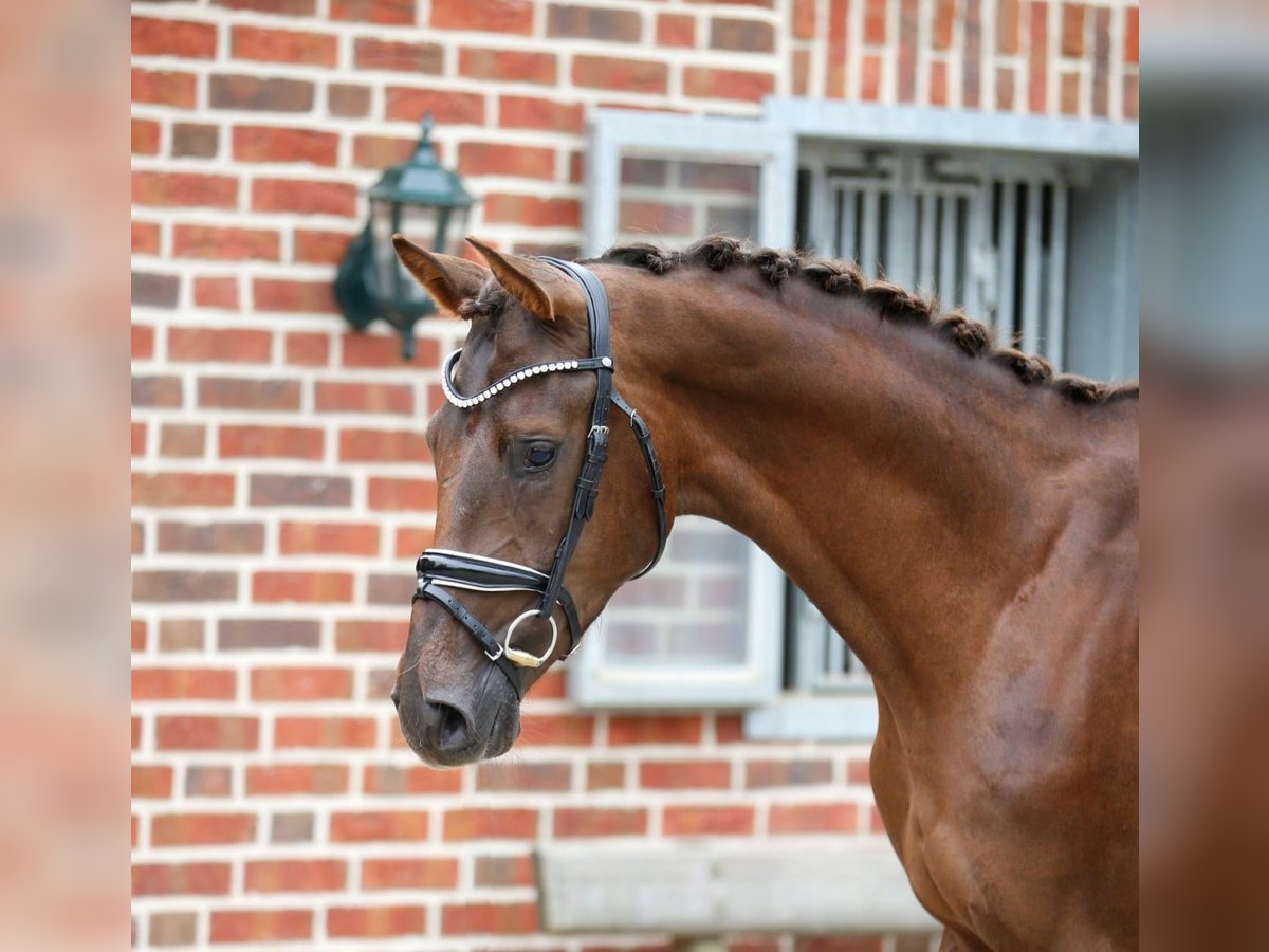 Oldenburg Stallone 3 Anni 166 cm Sauro scuro in Bramsche