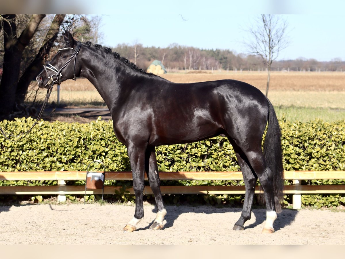 Oldenburg Stallone 3 Anni 169 cm Morello in Reeßum