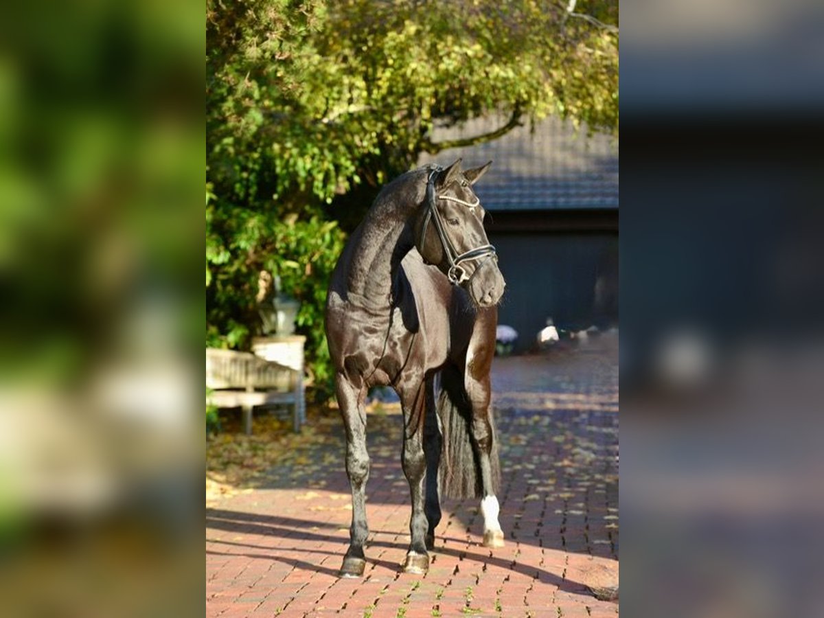 Oldenburg Stallone 3 Anni 170 cm Morello in Vechta