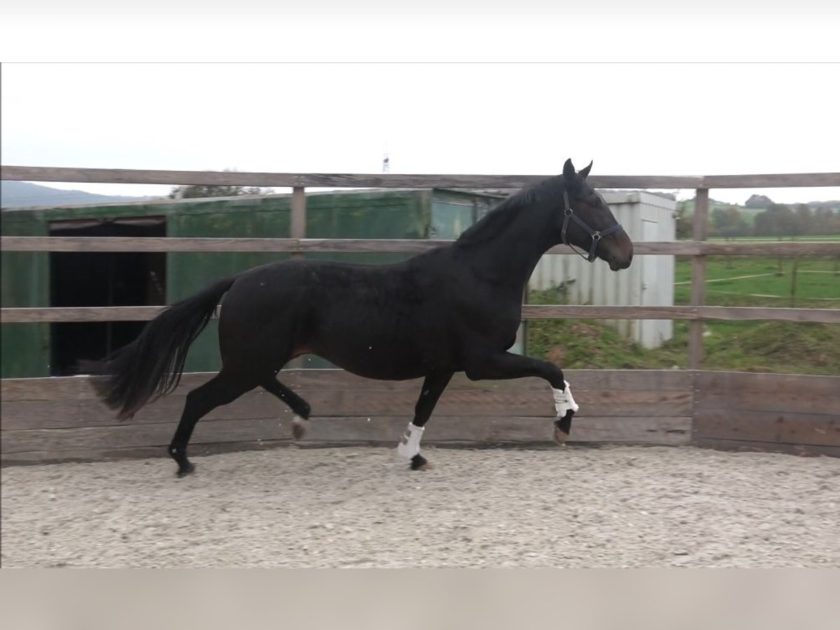 Oldenburg Stallone 3 Anni 176 cm Baio scuro in Hetzerath