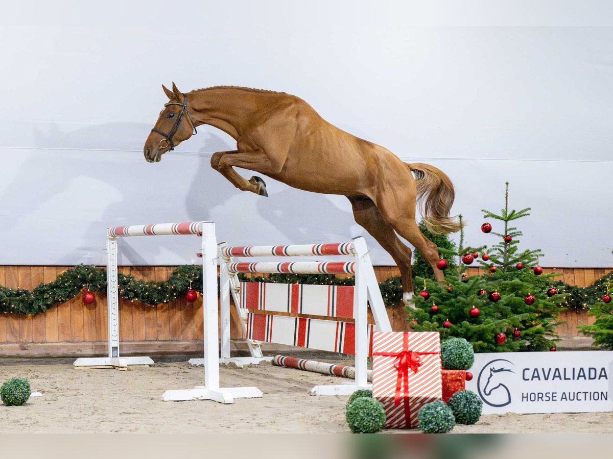 Oldenburg Stallone 3 Anni Sauro in Pozna&#x144;