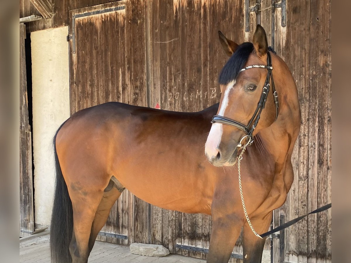 Oldenburg Stallone 4 Anni 170 cm Baio in Traunreut