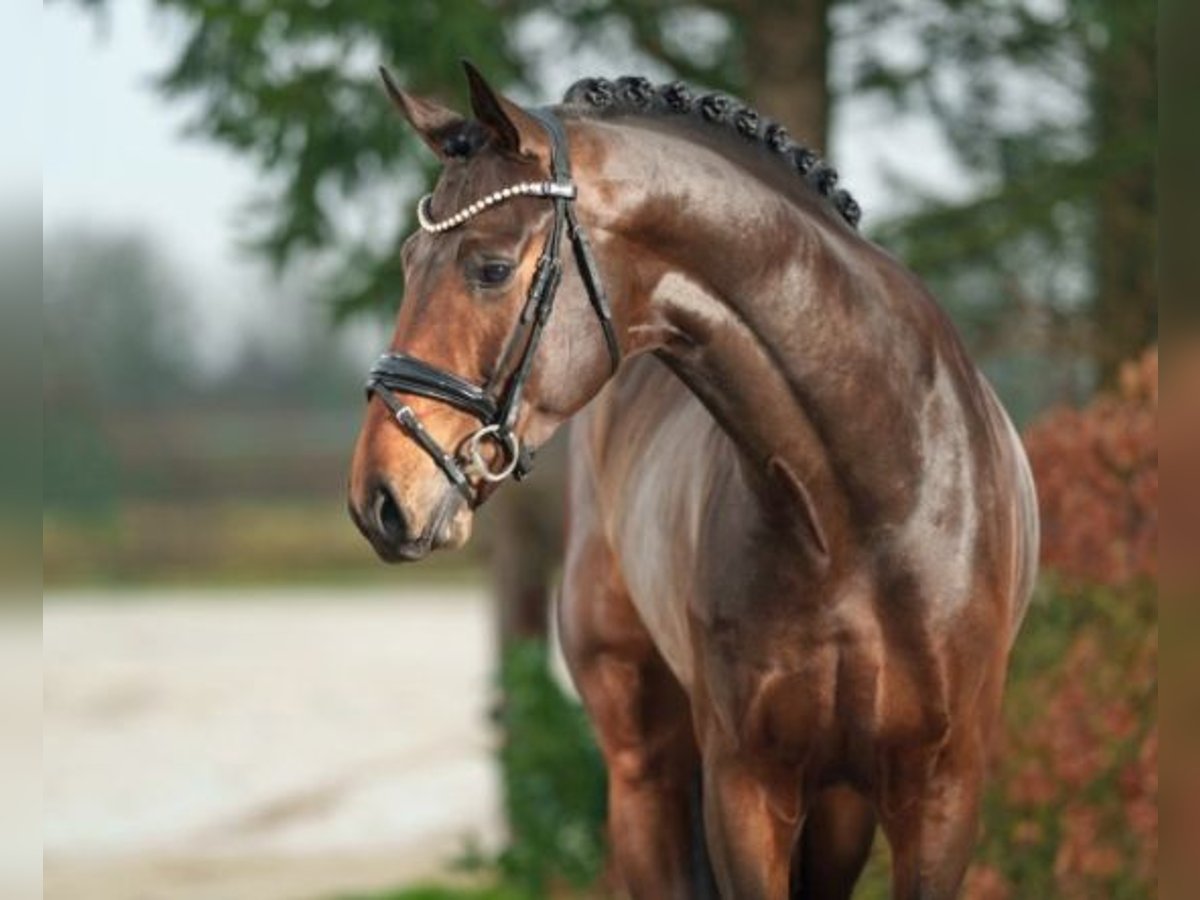 Oldenburg Stallone 4 Anni 170 cm Baio scuro in Ahaus