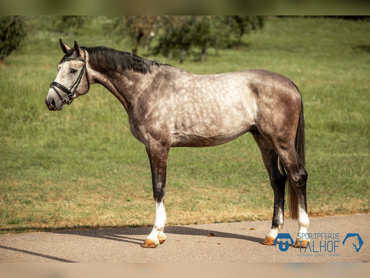 Oldenburg Stallone 4 Anni 173 cm Grigio in Korntal