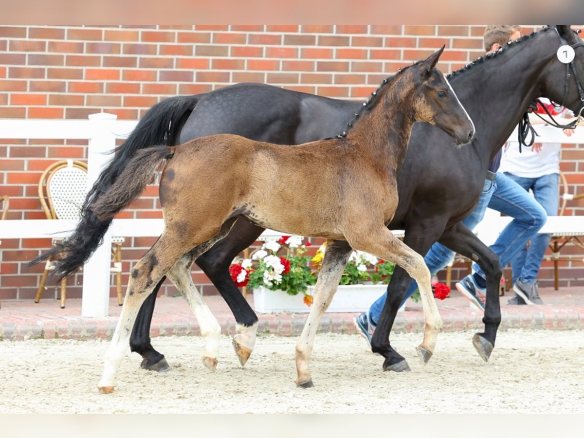 Oldenburg Stallone 4 Anni Morello in Ringe