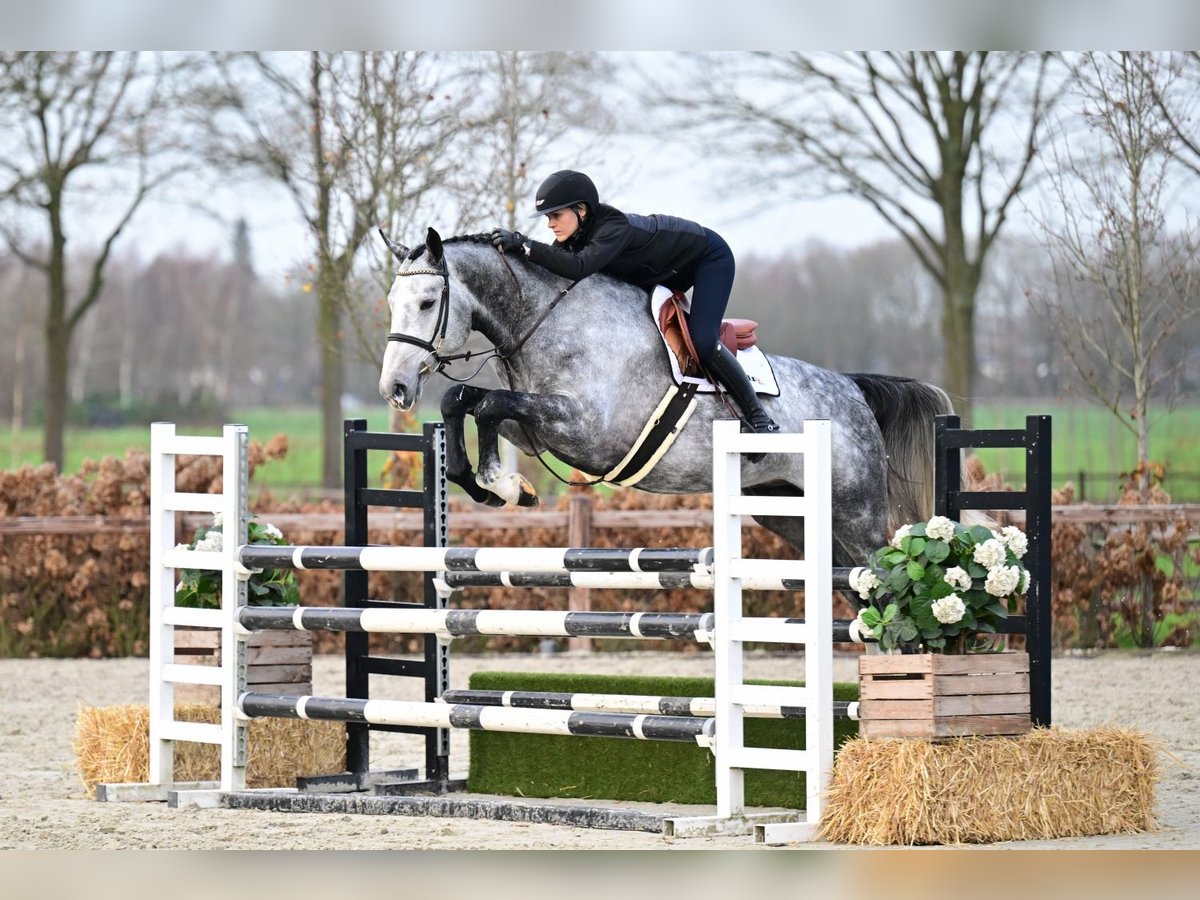 Oldenburg Stallone 5 Anni 170 cm Grigio in Bladel