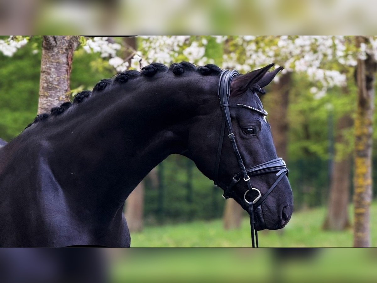 Oldenburg Stallone 6 Anni 174 cm Morello in Dreieich