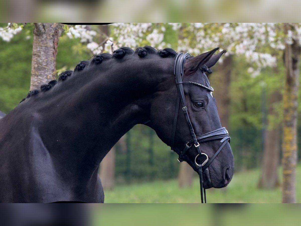 Oldenburg Stallone 6 Anni 174 cm Morello in Dreieich