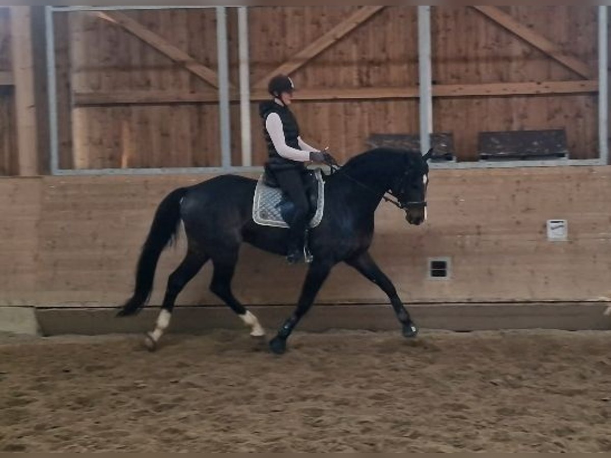 Oldenburg Stallone 6 Anni 175 cm Baio scuro in Hinterberg