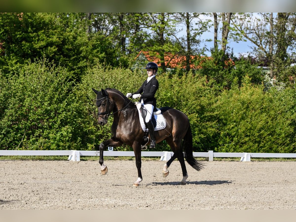 Oldenburg Stallone 6 Anni 178 cm Baio scuro in Stuhr