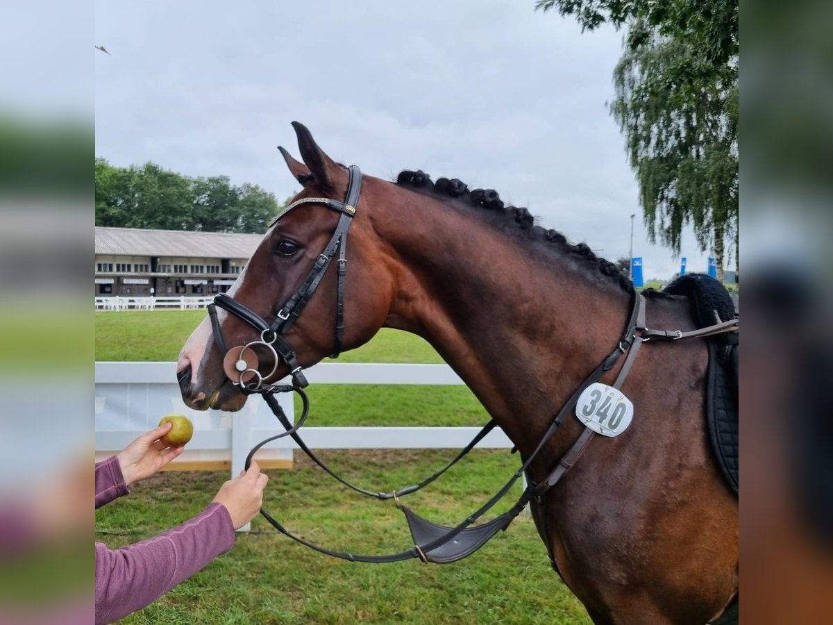 Oldenburg Stallone 7 Anni 163 cm in Lengerich