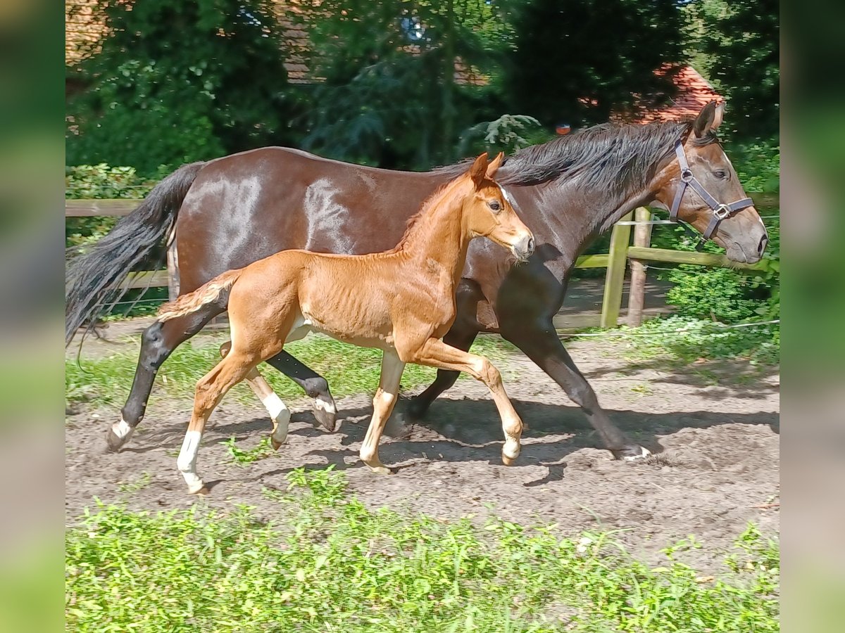 Oldenburg Stallone Puledri
 (06/2024) 170 cm Sauro scuro in Hude (Oldenburg)