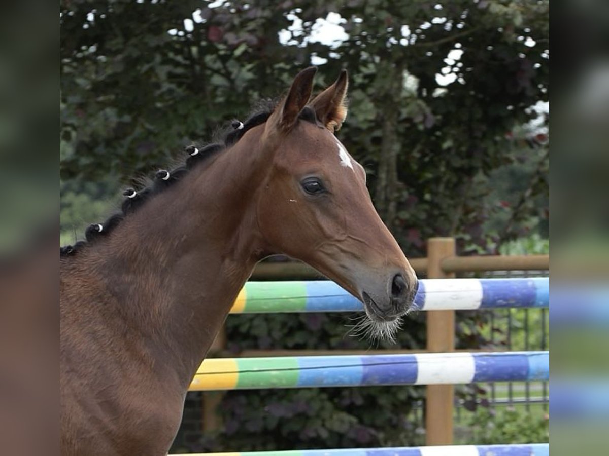 Oldenburg Stallone  173 cm Baio in Gro&#xDF;efehn Bagband
