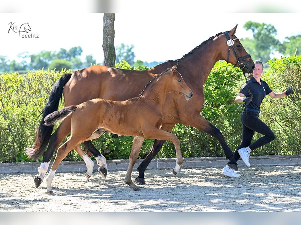 Oldenburg Stallone  Baio in Bockhorn Ellenserdammersiel
