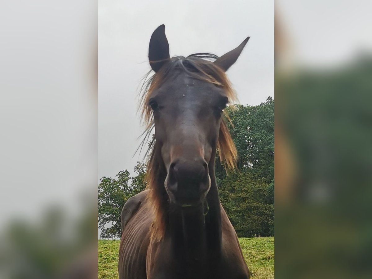 Oldenburgare Hingst 1 år 168 cm Rökfärgad svart in Reichshof